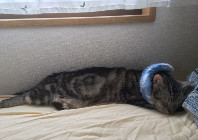f:id:fatelinker:20190924131151j:plain f:id:fatelinker:20190924131151j:plain