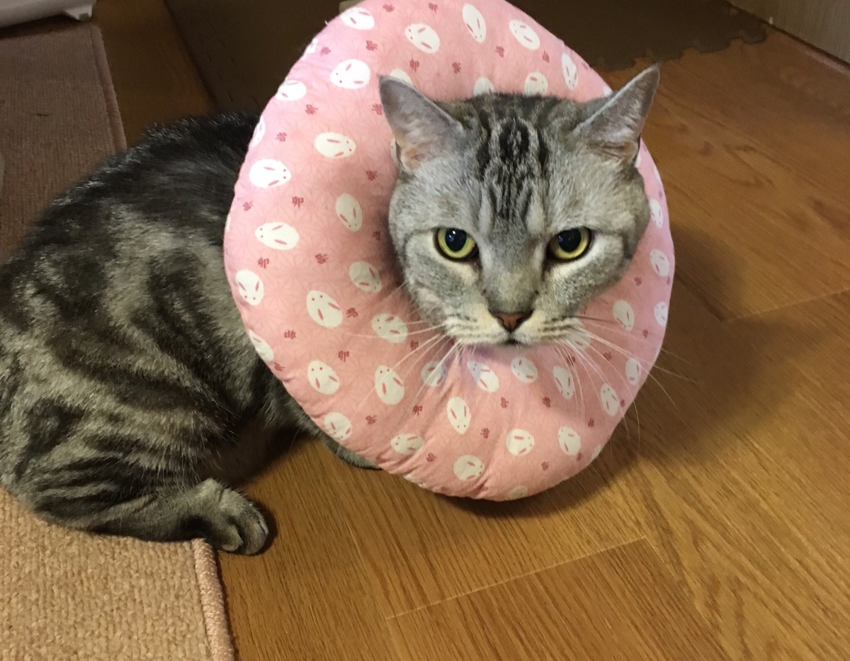 f:id:fatelinker:20190924143804j:plain f:id:fatelinker:20190924143804j:plain