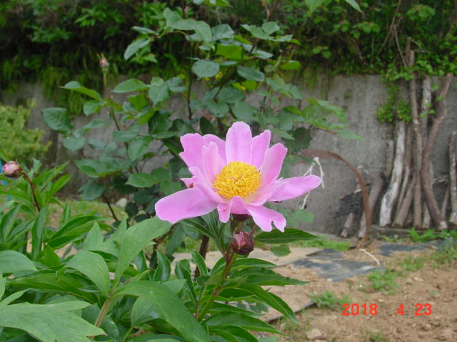 f:id:fatsux:20180424143644j:plain f:id:fatsux:20180424143644j:plain