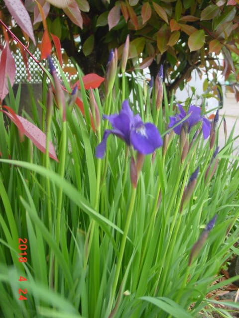 f:id:fatsux:20180424152452j:plain f:id:fatsux:20180424152452j:plain