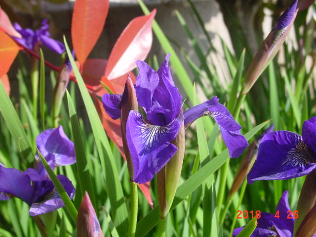 f:id:fatsux:20180426145824j:plain f:id:fatsux:20180426145824j:plain