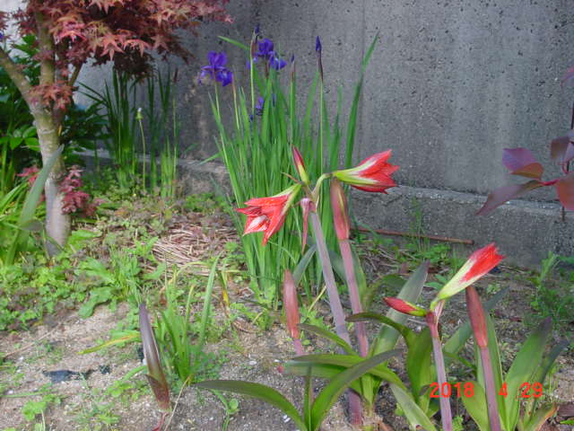 f:id:fatsux:20180429185200j:plain f:id:fatsux:20180429185200j:plain
