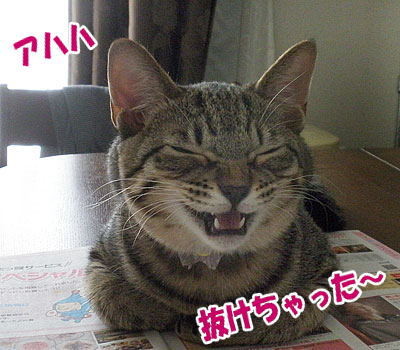 猫の乳歯が抜けました - モチーフアクセサリーファウニ猫店長ブログ