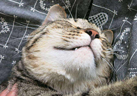 f:id:fauni:20130904180449j:image