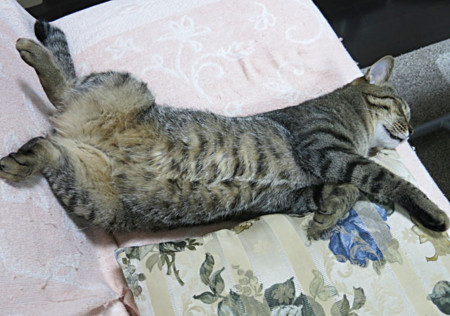 f:id:fauni:20130904182110j:image