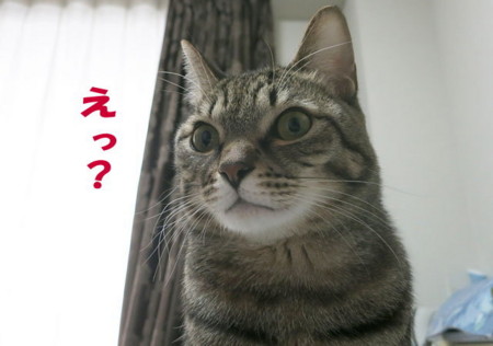 f:id:fauni:20140117195945j:image