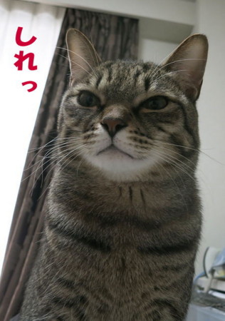 f:id:fauni:20140117195946j:image