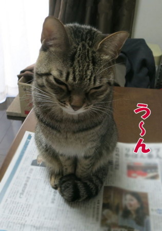 f:id:fauni:20140117195947j:image