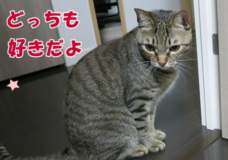 f:id:fauni:20140314194131j:image f:id:fauni:20140314194131j:image