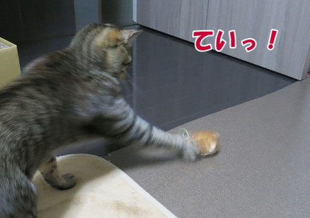 f:id:fauni:20140314194133j:image f:id:fauni:20140314194133j:image