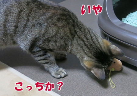 f:id:fauni:20140314194134j:image f:id:fauni:20140314194134j:image