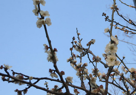 f:id:fauni:20140317193844j:image f:id:fauni:20140317193844j:image