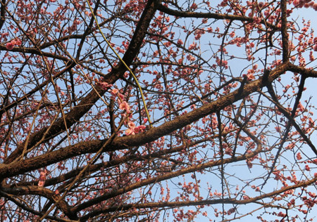 f:id:fauni:20140317193845j:image f:id:fauni:20140317193845j:image