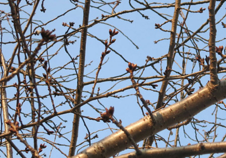 f:id:fauni:20140317193847j:image f:id:fauni:20140317193847j:image