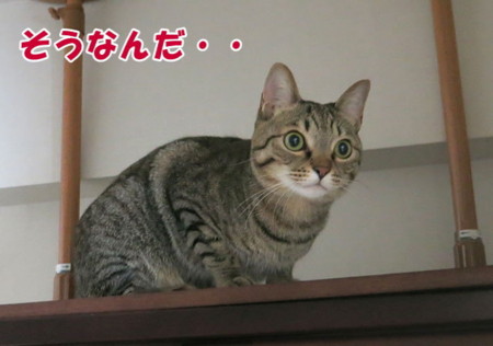 f:id:fauni:20140325195249j:image f:id:fauni:20140325195249j:image
