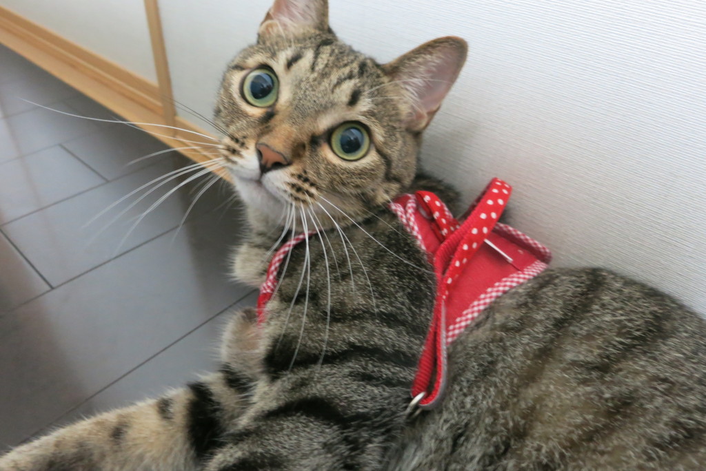 猫用ハーネスつけてみました 猫用ハーネスつけてみました