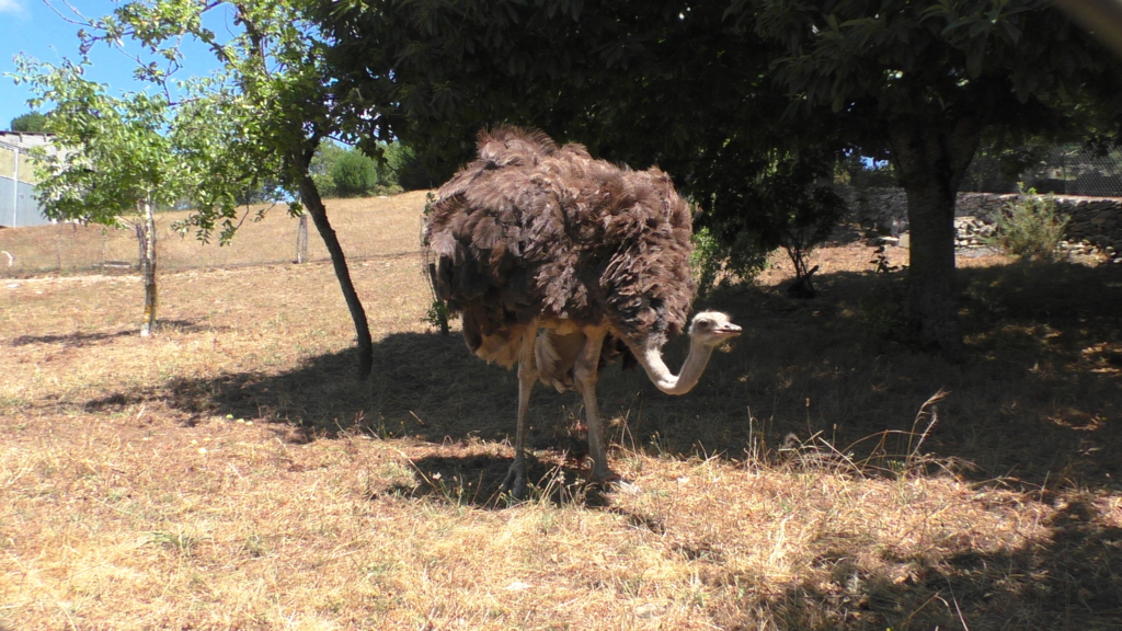 聖地サンティアゴを目指す！巡礼1日目
