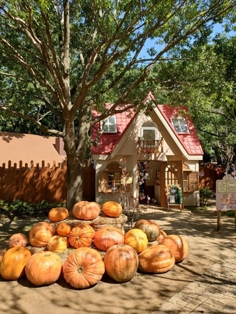 茨城県のイバライドの風景。可愛いお家の前に沢山のハロウィンかぼちゃ。