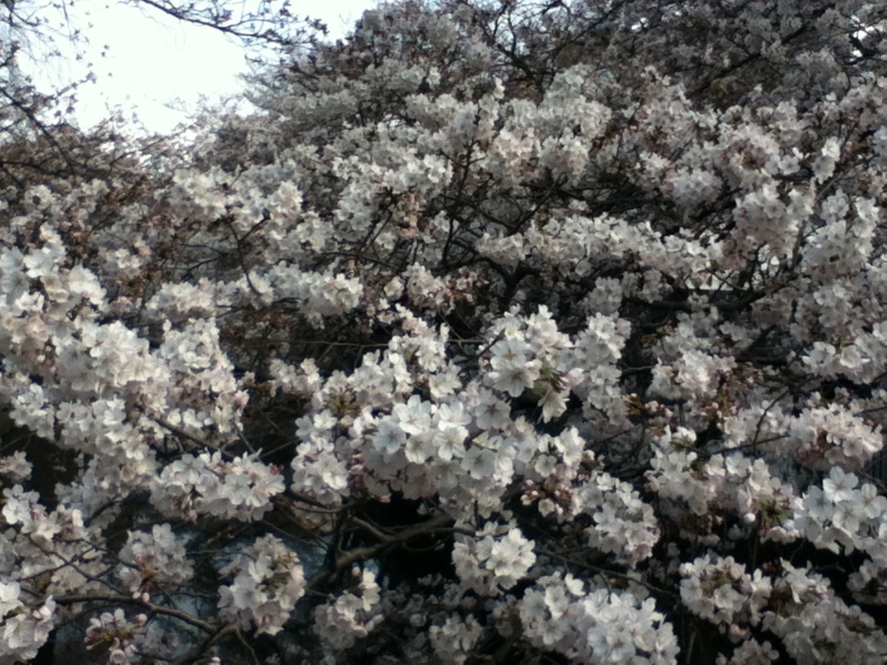 f:id:favre-4:20140329185546j:image f:id:favre-4:20140329185546j:image