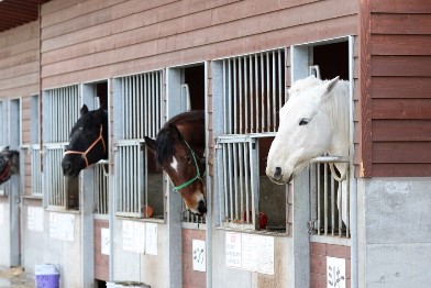 ミルキー号 帯広競馬場