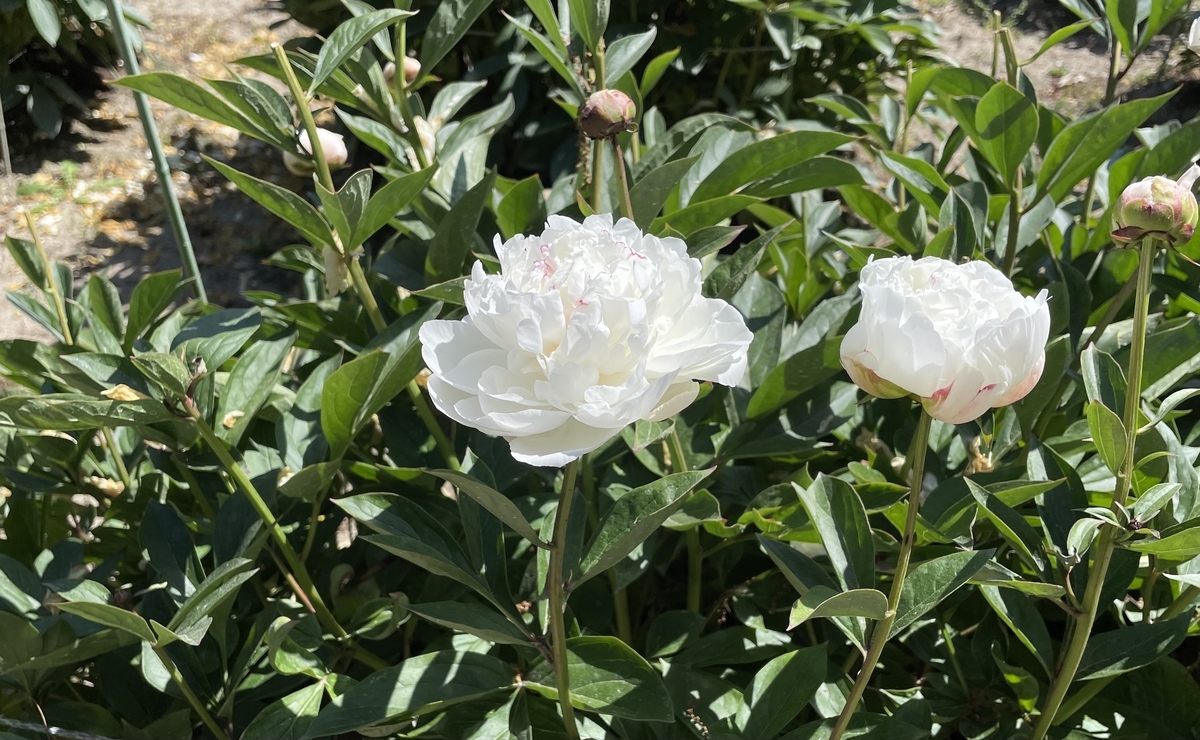 九十九本目の芍薬 - 犀のように歩め