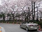 20090405sakura01.JPG