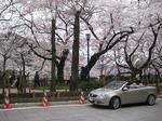 20090405sakura02.JPG
