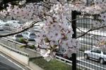 2010040305.JPG