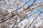 2010040306.JPG
