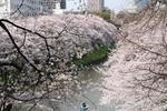 2010040310.JPG