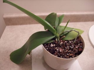 f:id:feeltoronto:20091125220052j:image