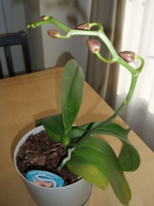 f:id:feeltoronto:20100329175421j:image