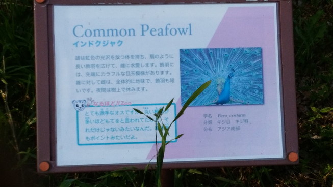 f:id:feita:20170506163425j:plain