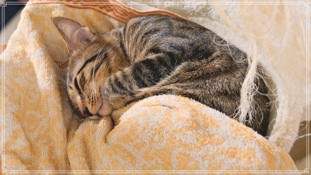 間違いなく可愛い寝顔の猫 Felicita 幸せねこ写真館