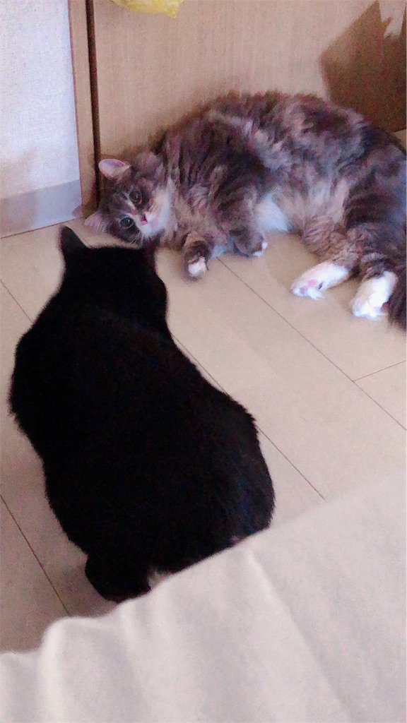 f:id:fenechannel:20190418184217j:image