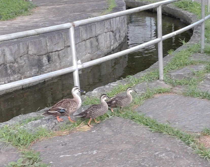 f:id:fennel-tea:20251224093838j:image f:id:fennel-tea:20251224093838j:image