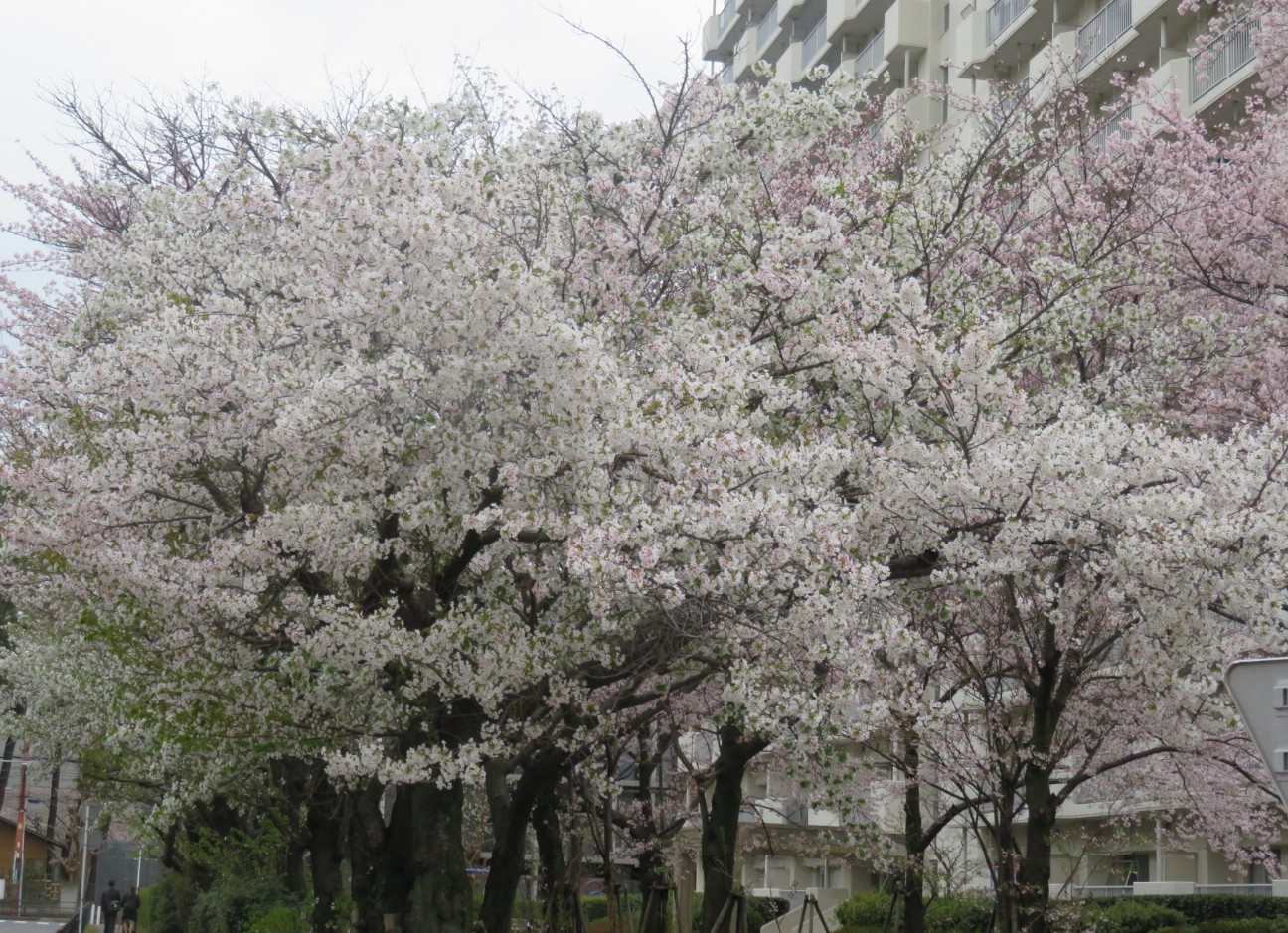 f:id:fennel-tea:20260401155234j:image f:id:fennel-tea:20260401155234j:image