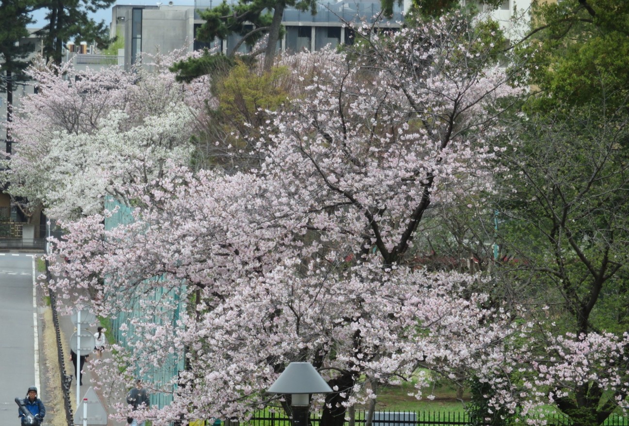 f:id:fennel-tea:20260401155235j:image f:id:fennel-tea:20260401155235j:image