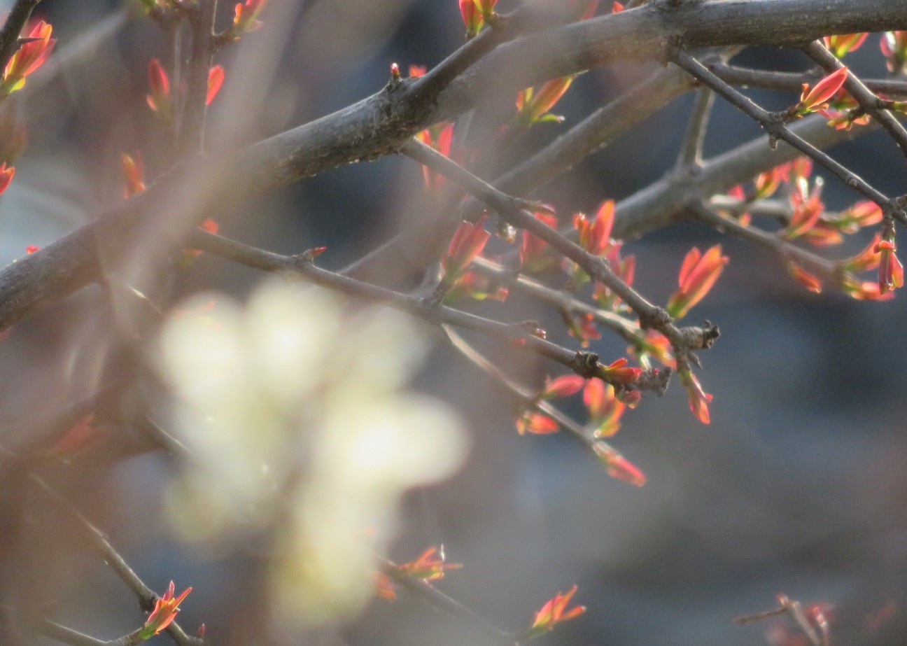 f:id:fennel-tea:20260403212645j:image f:id:fennel-tea:20260403212645j:image
