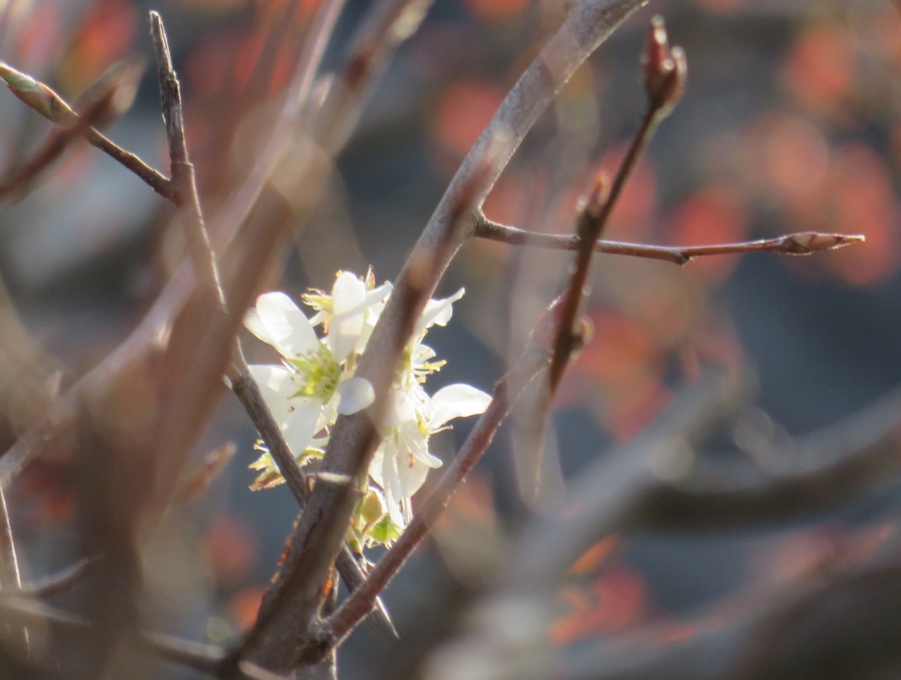 f:id:fennel-tea:20260403212646j:image f:id:fennel-tea:20260403212646j:image