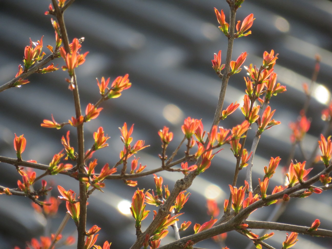 f:id:fennel-tea:20260403212933j:image f:id:fennel-tea:20260403212933j:image