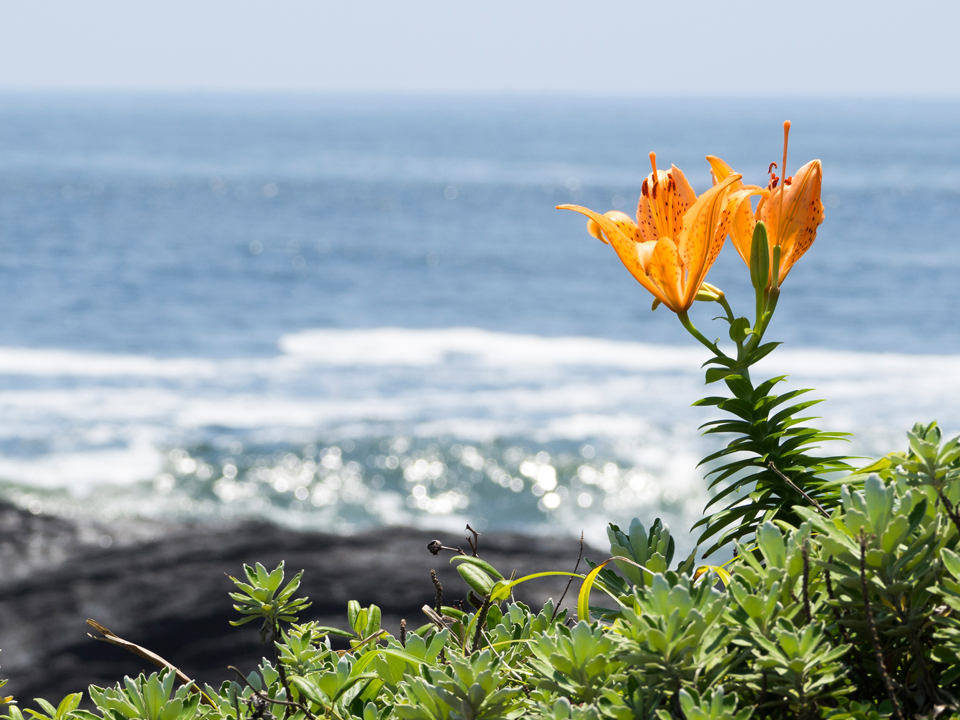 f:id:fewpoco:20150712105340j:plain