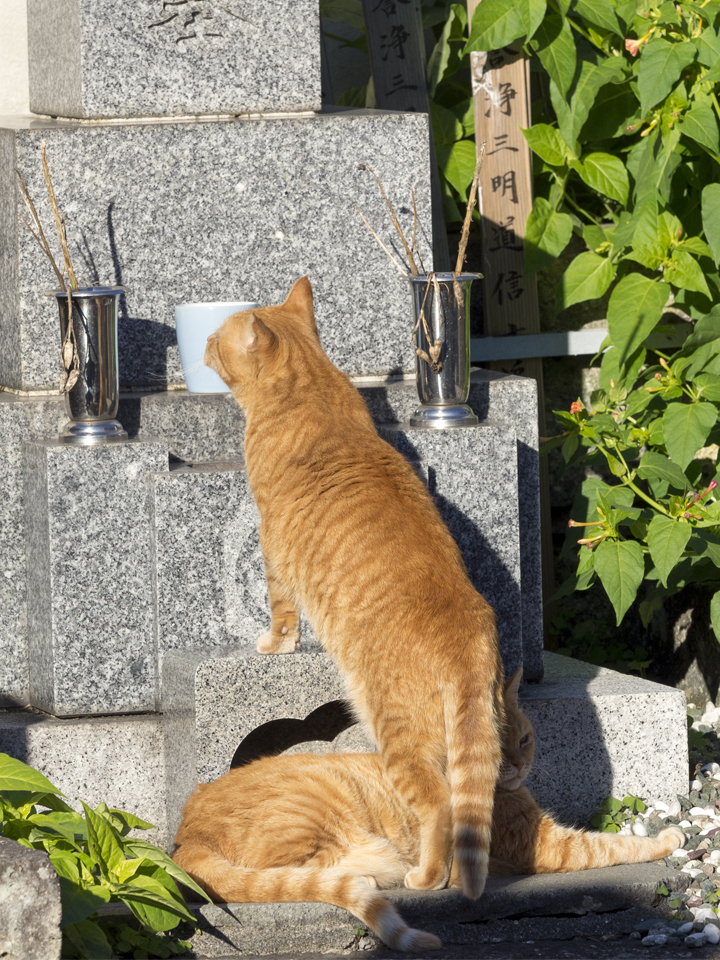 f:id:fewpoco:20151212004307j:plain
