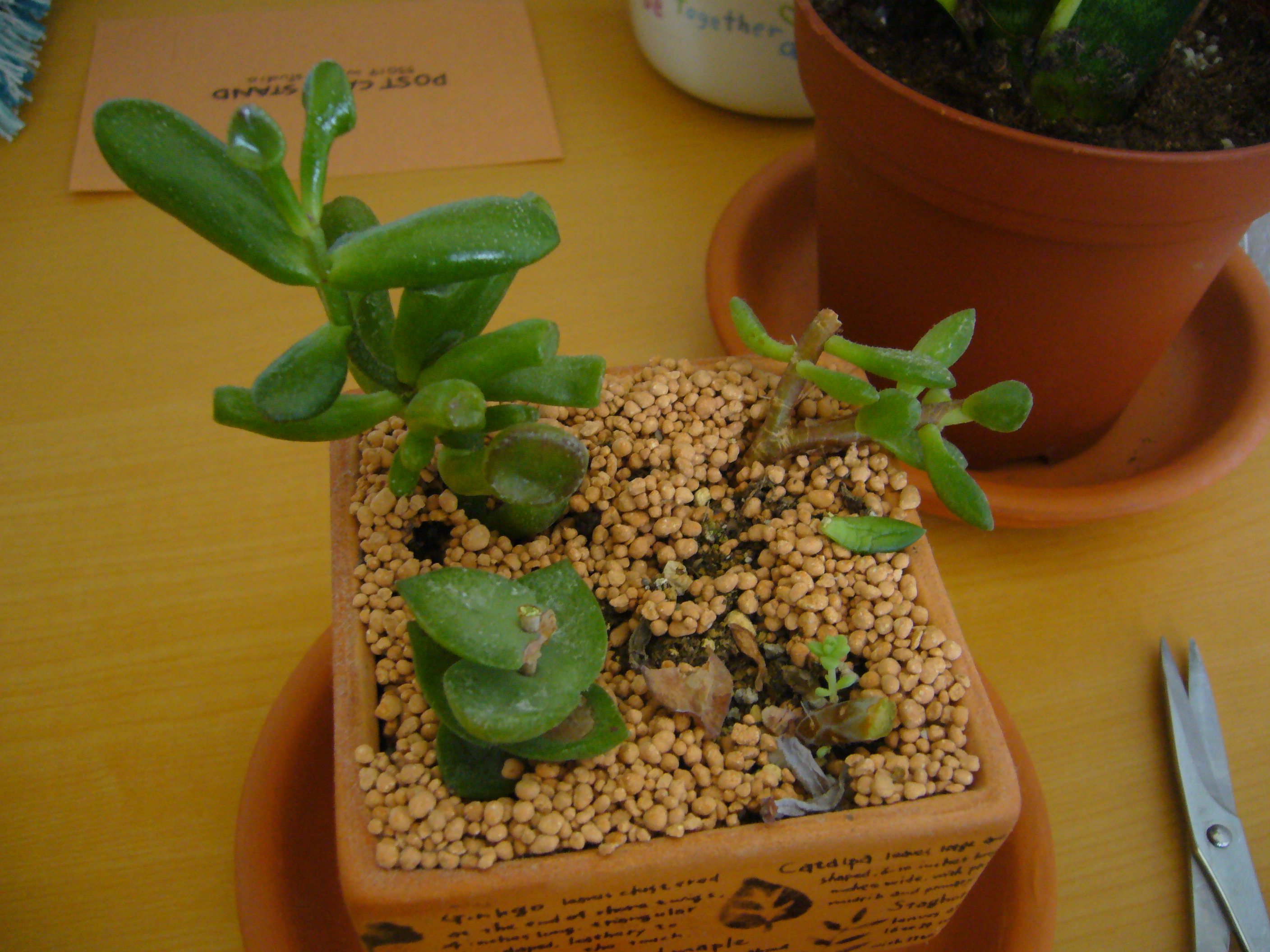 すべての美しい花の画像 心に強く訴える多肉 植物 間延び