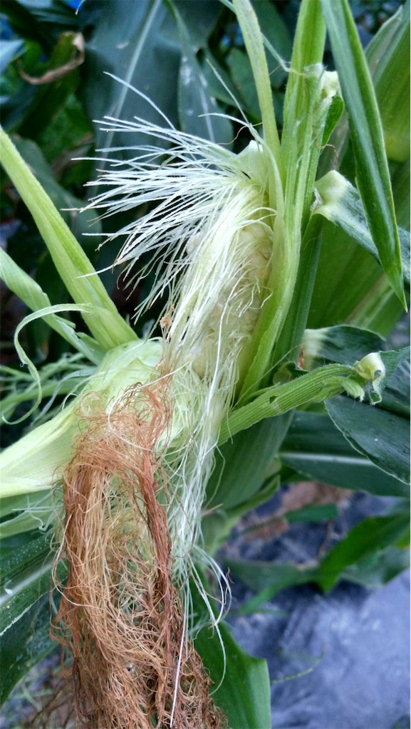 f:id:ffc2023:20240621140848j:image f:id:ffc2023:20240621140848j:image