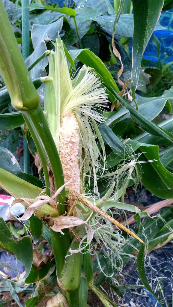 f:id:ffc2023:20240621140901j:image f:id:ffc2023:20240621140901j:image