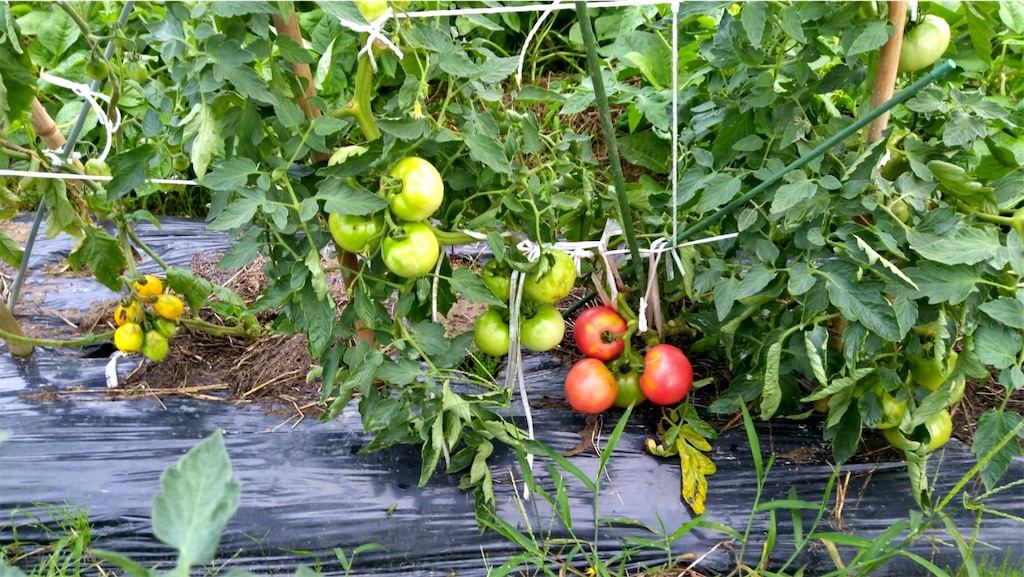 f:id:ffc2023:20240702175732j:image