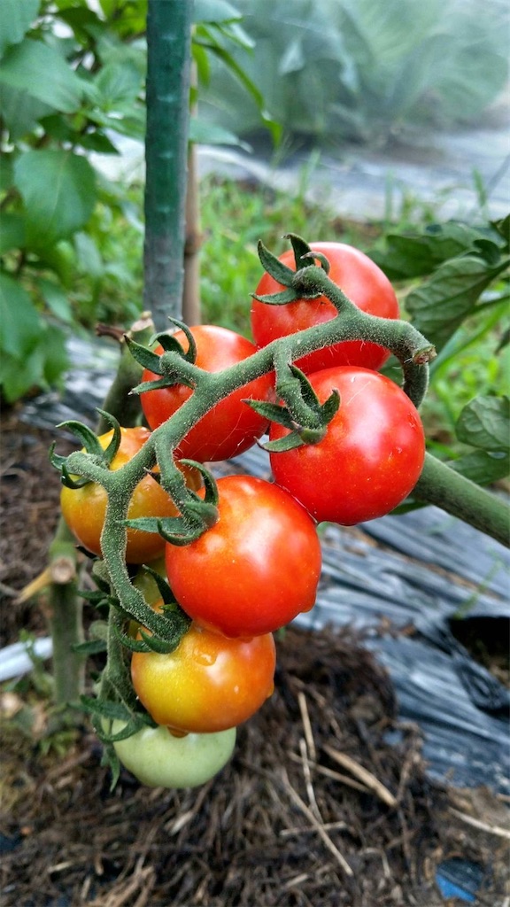 f:id:ffc2023:20240702184417j:image