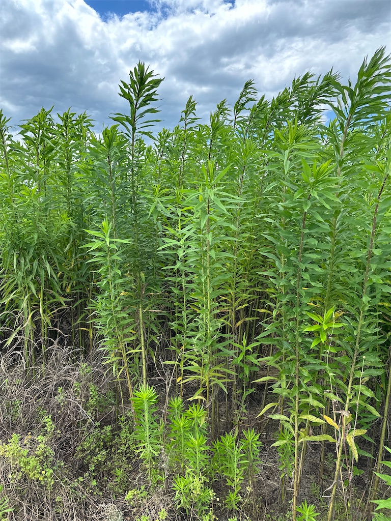 f:id:ffc2023:20240704200823j:image f:id:ffc2023:20240704200823j:image