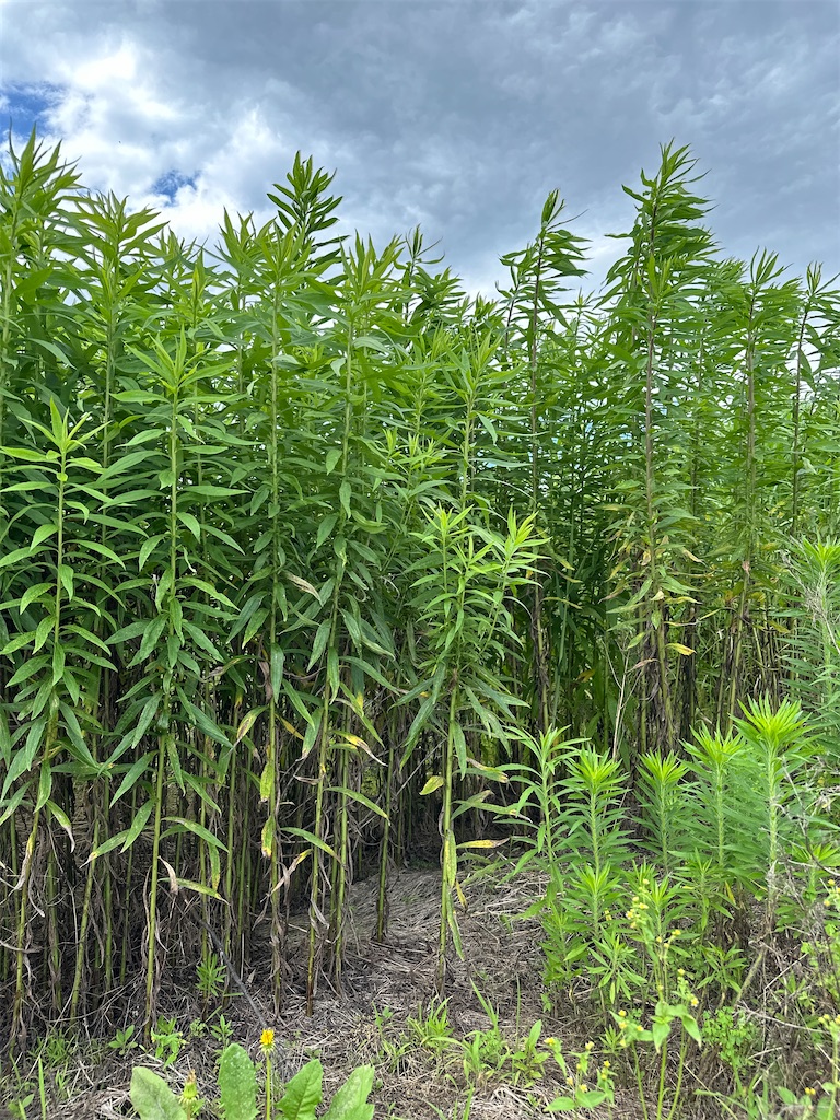 f:id:ffc2023:20240704200825j:image f:id:ffc2023:20240704200825j:image